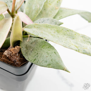 Hoya lacunosa 'Winter Pandora' (wk39-L311)