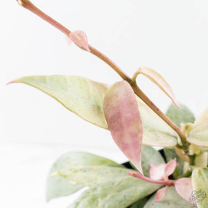 Hoya lacunosa 'Winter Pandora' (wk39-L311)