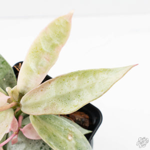Hoya lacunosa 'Winter Pandora' (wk39-L311)
