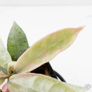Hoya lacunosa 'Winter Pandora' (wk39-L311)