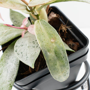 Hoya lacunosa 'Winter Pandora' (wk39-L311)