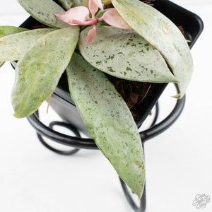 Hoya lacunosa 'Winter Pandora' (wk39-L311)