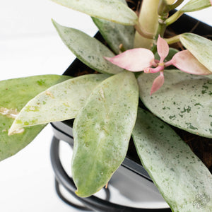 Hoya lacunosa 'Winter Pandora' (wk39-L311)