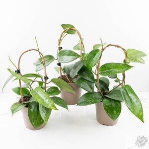 Hoya latifolia ‘Rimba Perak’ *Grower's Choice*