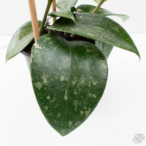 Hoya latifolia 'Rimba Perak' (wk39-L312)