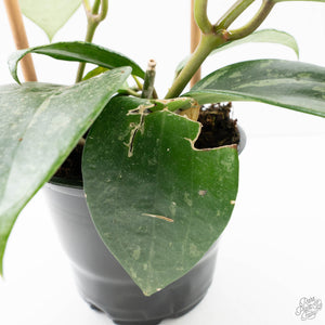 Hoya latifolia 'Rimba Perak' (wk39-L312)