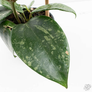 Hoya latifolia 'Rimba Perak' (wk39-L312)