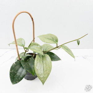 Hoya latifolia 'Rimba Perak' (wk39-L312)