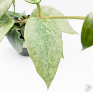 Hoya latifolia 'Rimba Perak' (wk39-L312)