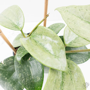 Hoya latifolia 'Rimba Perak' (wk39-L312)