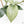 Hoya latifolia 'Rimba Perak' (wk39-L312)