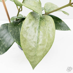 Hoya latifolia 'Rimba Perak' (wk39-L312)