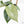 Hoya latifolia 'Rimba Perak' (wk39-L312)