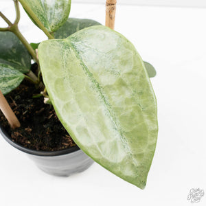 Hoya latifolia 'Rimba Perak' (wk39-L312)