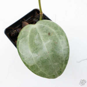 Hoya latifolia 'Silver' (wk23-B)