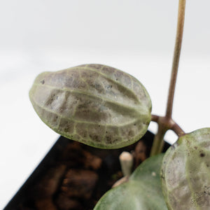 Hoya Latifolia 'Silver' (wk42-L360)