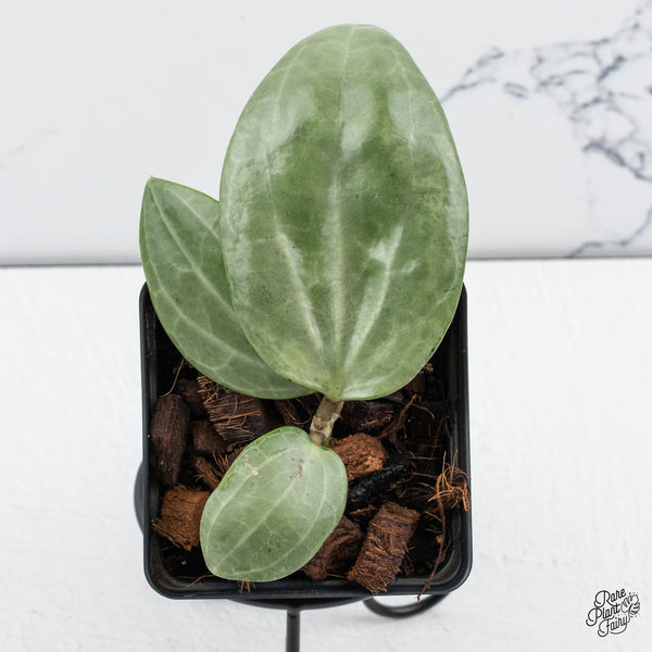 Hoya 'Latifolia' Silver (wk44-A)