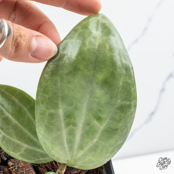 Hoya 'Latifolia' Silver (wk44-A)