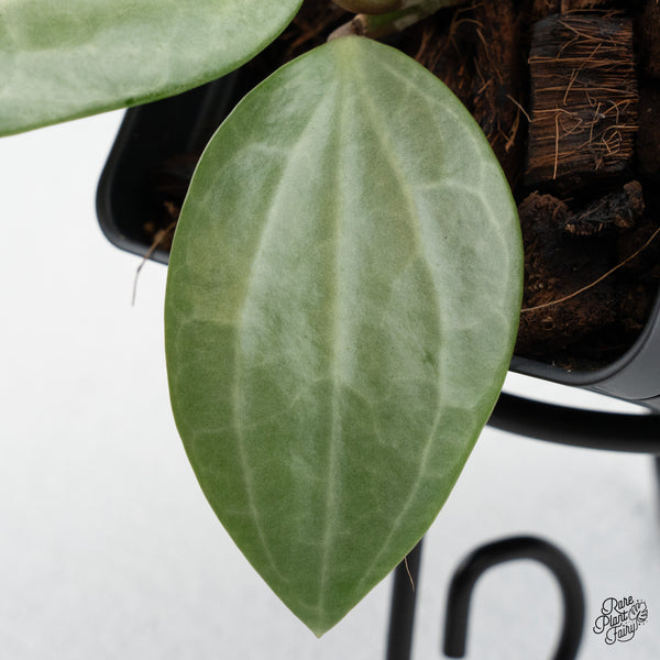 Hoya 'Latifolia' Silver (wk44-A)