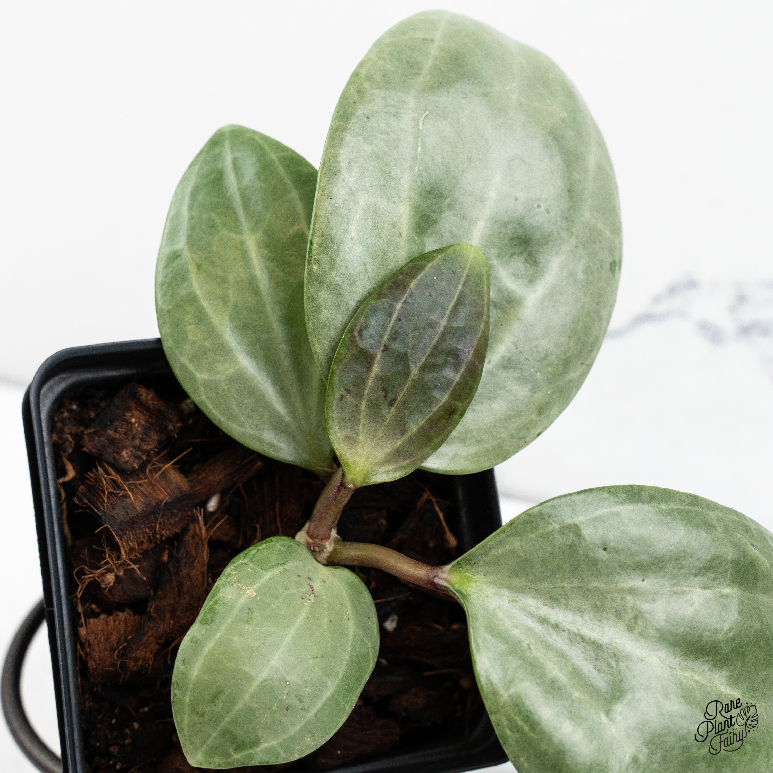 Hoya Latifolia 'Silver' (wk52-N) – Rare Plant Fairy