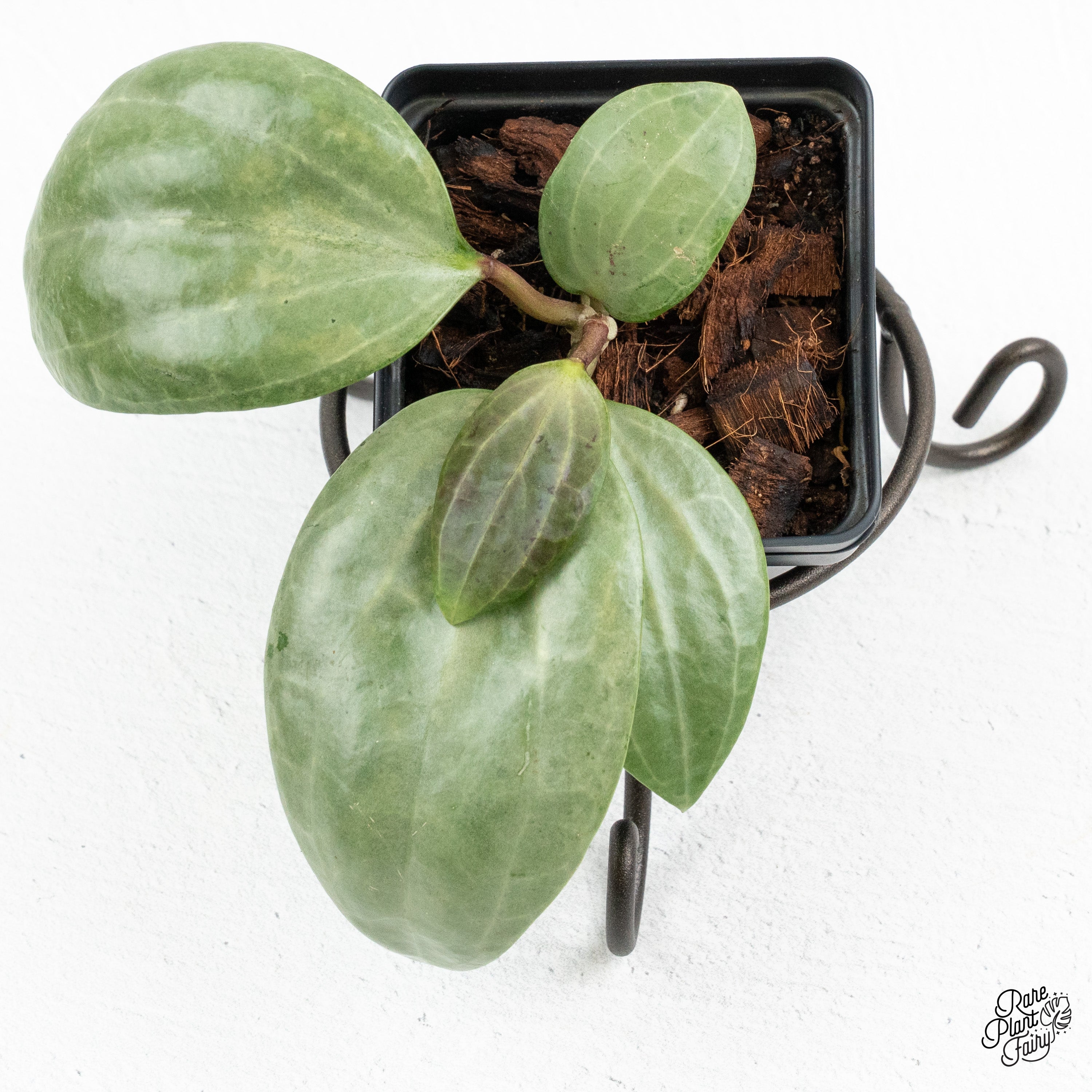 Hoya Latifolia 'Silver' (wk52-N) – Rare Plant Fairy