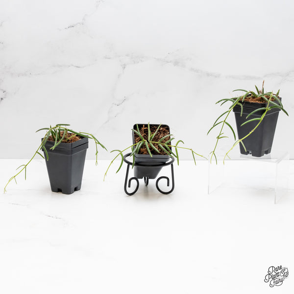 Hoya linearis *Grower's Choice*