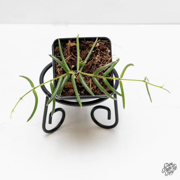 Hoya linearis *Grower's Choice*