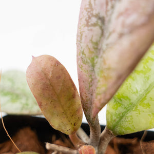 Hoya 'Lorelai' (wk42-L361)