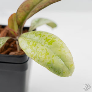 Hoya 'Lorelai' (wk42-L361)