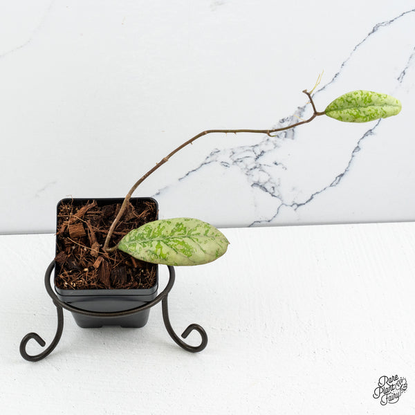 Hoya 'Lorelai' (wk52-L)