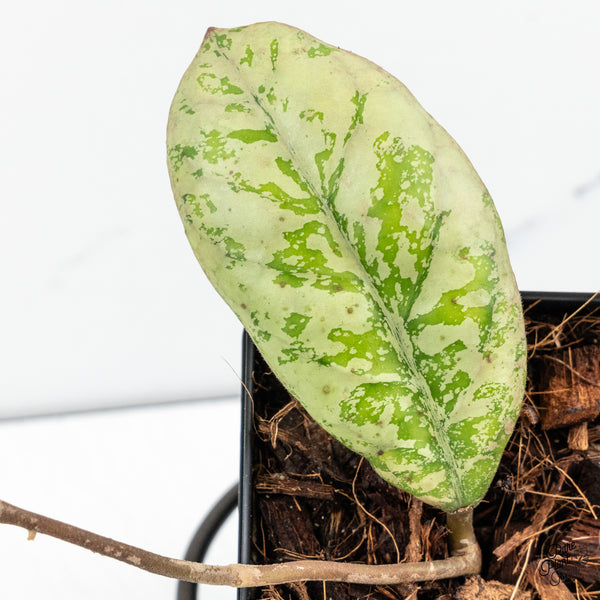 Hoya 'Lorelai' (wk52-L)