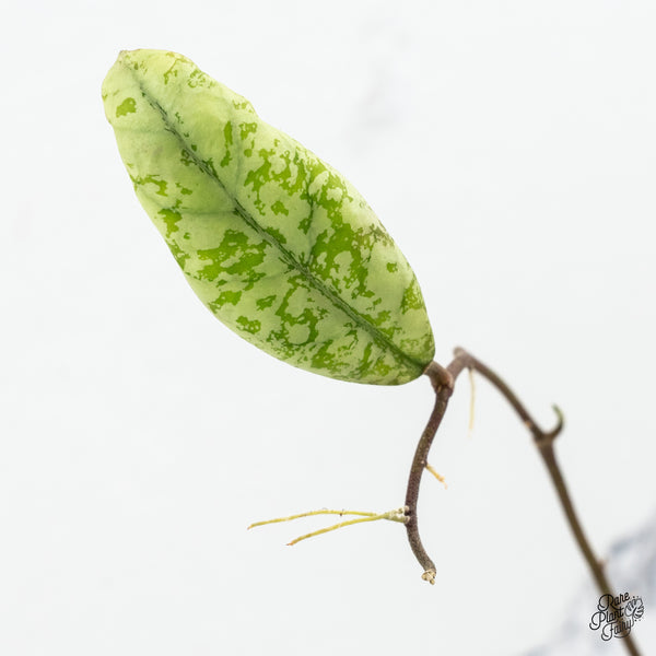 Hoya 'Lorelai' (wk52-L)