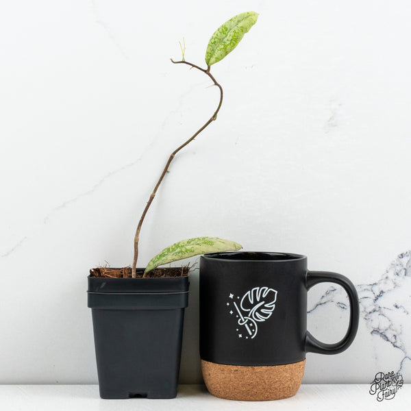 Hoya 'Lorelai' (wk52-L)