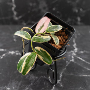 Hoya 'Lyi Prism' Pink Flower (wk42-L359)