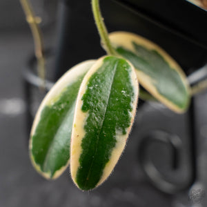 Hoya 'Lyi Prism' Pink Flower (wk42-L359)