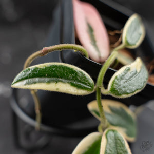 Hoya 'Lyi Prism' Pink Flower (wk42-L359)