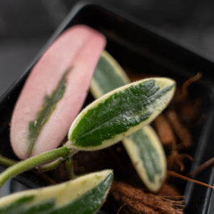 Hoya 'Lyi Prism' Pink Flower (wk42-L359)