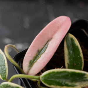 Hoya 'Lyi Prism' Pink Flower (wk42-L359)