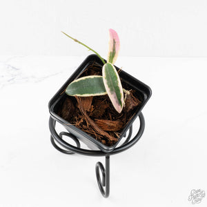 Hoya 'Lyi Prism' Pink Flower (wk27-E)