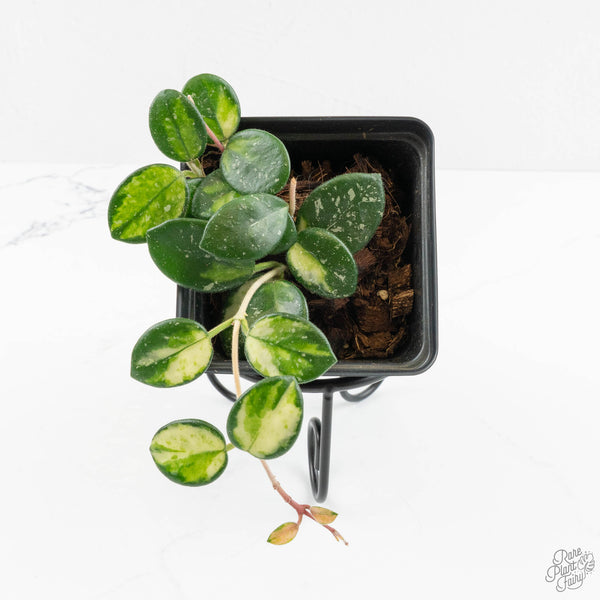Hoya Mathilde inner variegated (wk14-O) – Rare Plant Fairy