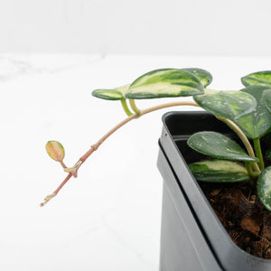 Hoya Mathilde inner variegated (wk14-O)