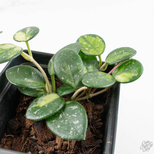 Hoya Mathilde inner variegated (wk14-O)
