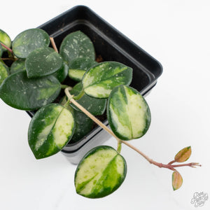 Hoya Mathilde inner variegated (wk14-O)