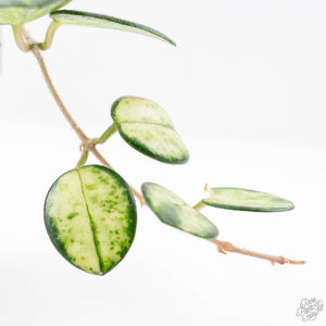 Hoya 'Mathilde' Inner Variegated' (wk20-J)