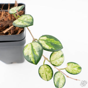 Hoya 'Mathilde' Inner Variegated' (wk20-J)