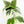 Hoya Polyneura Jasminka or Albomarginata Splash (wk23-C)