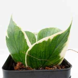Hoya Polyneura Jasminka or Albomarginata Splash (wk23-C)