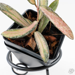 Hoya sigillatis inner variegated (wk28-B)