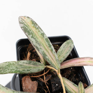 Hoya sigillatis inner variegated (wk30-K)