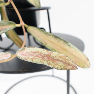 Hoya sigillatis inner variegated (wk30-K)